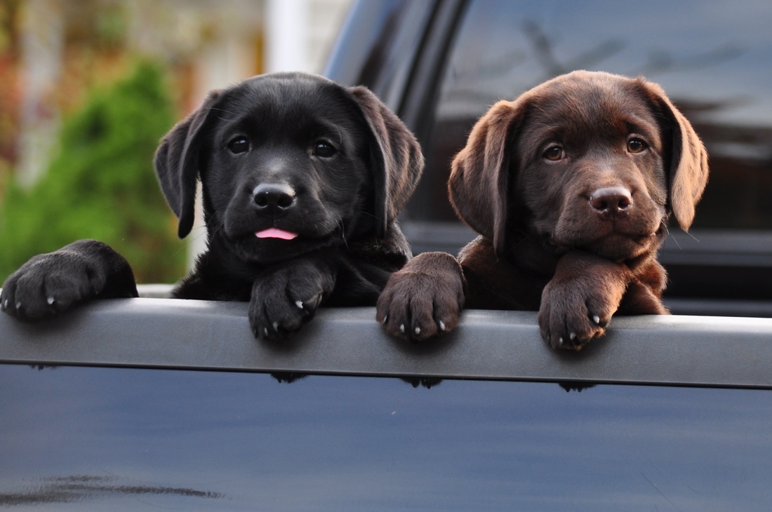 Black labs, Labs and Labradors on Pinterest